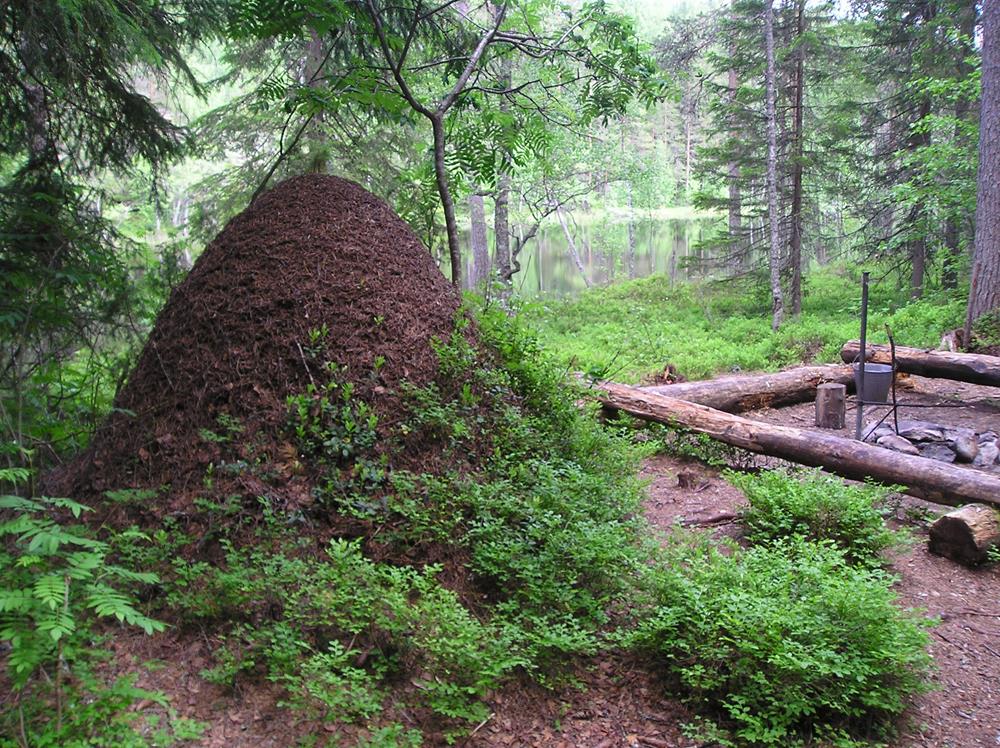 Lähitapahtuma – Jäsenilta – Vallankäyttö työyhteisössä