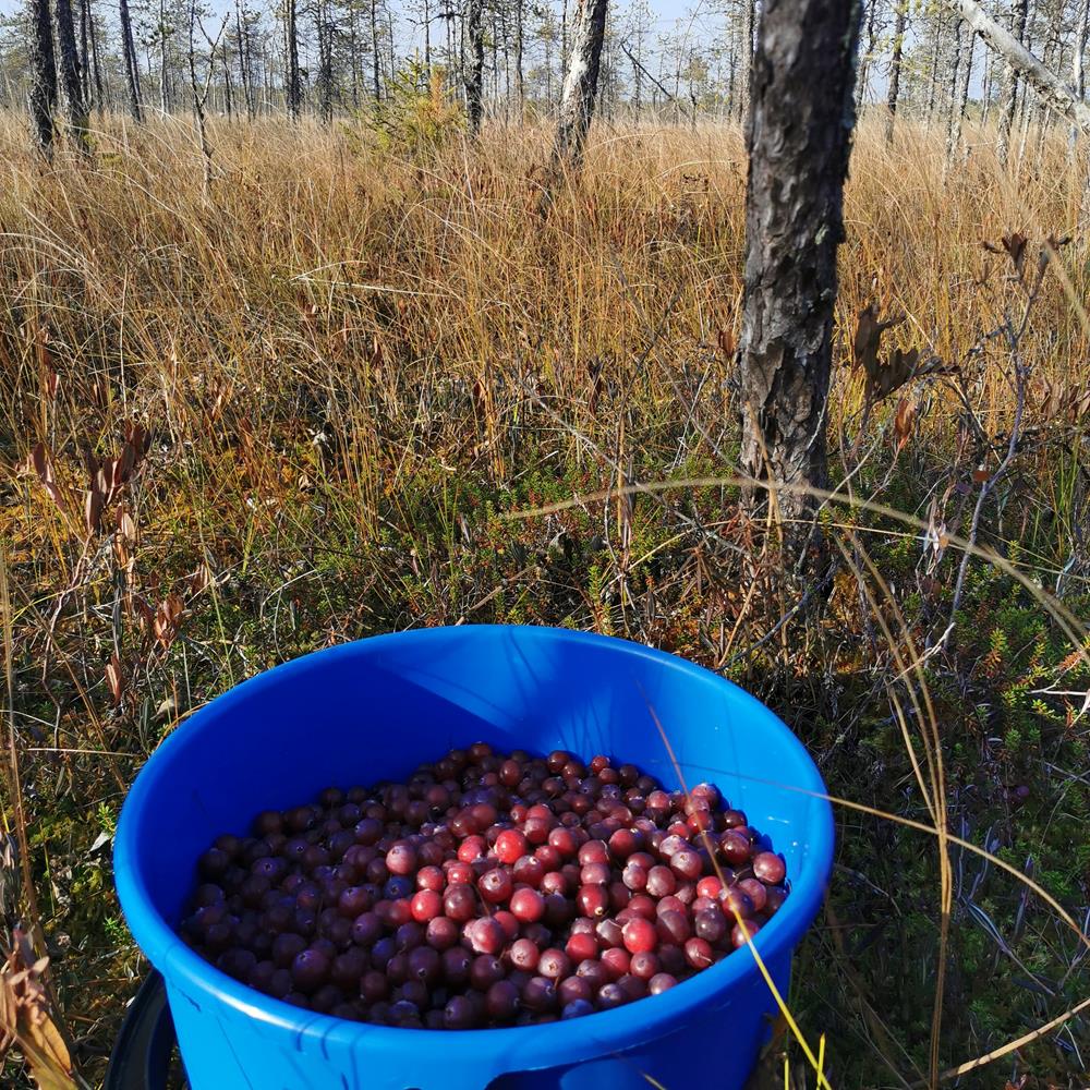 Lähitapahtuma:  Syyskauden päätöstilaisuus