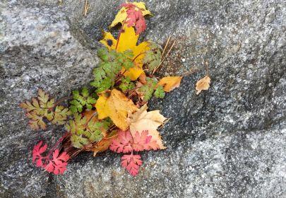 Lähitapahtuma: ÄÄNIMALJARENTOUTUS