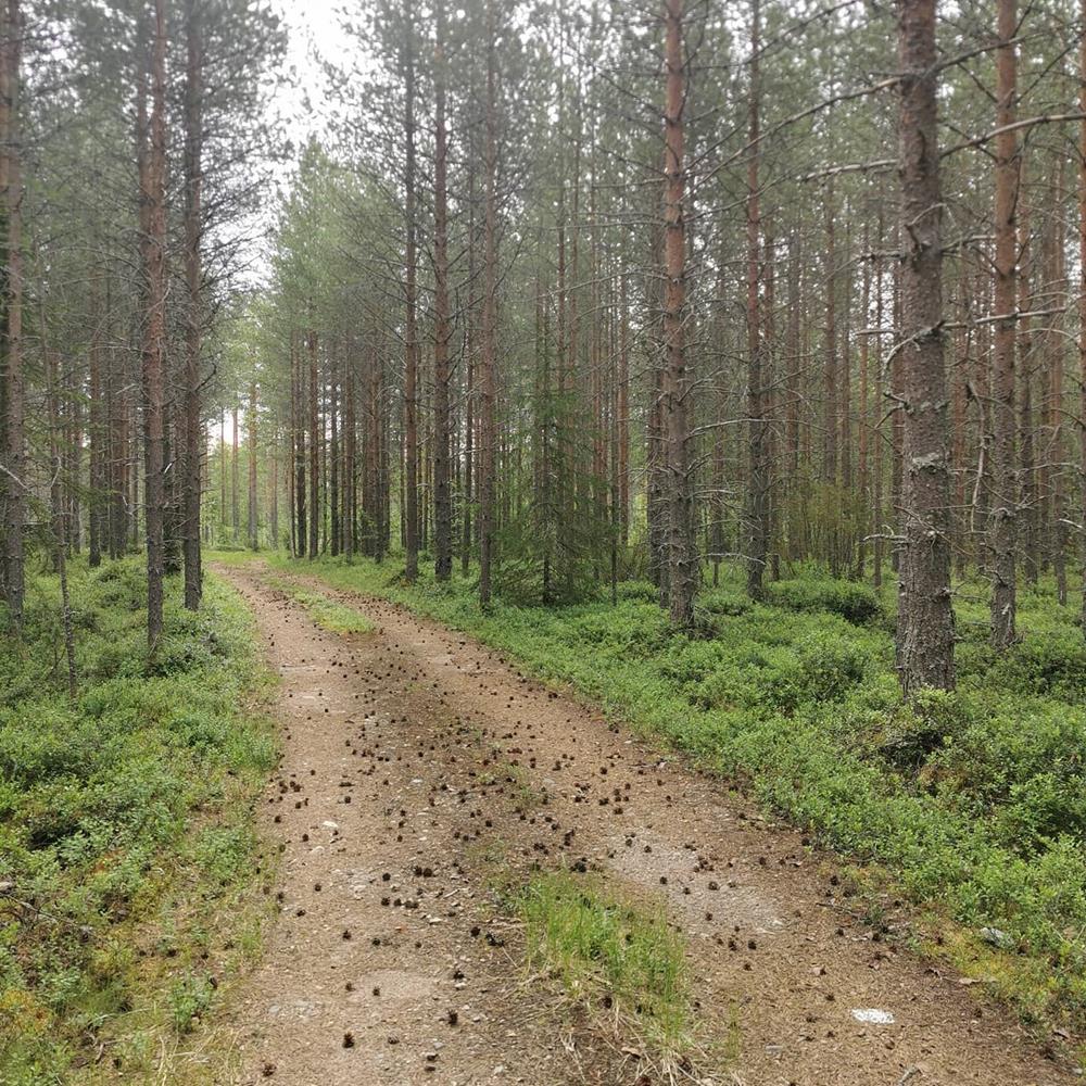 Lähitapahtuma: Palautumista ja luonnossa lumoutumista – Metsämielikävely